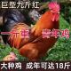 纯种散养1.5斤九斤红公鸡活苗红玉公鸡活鸡土鸡苗半大公鸡活苗