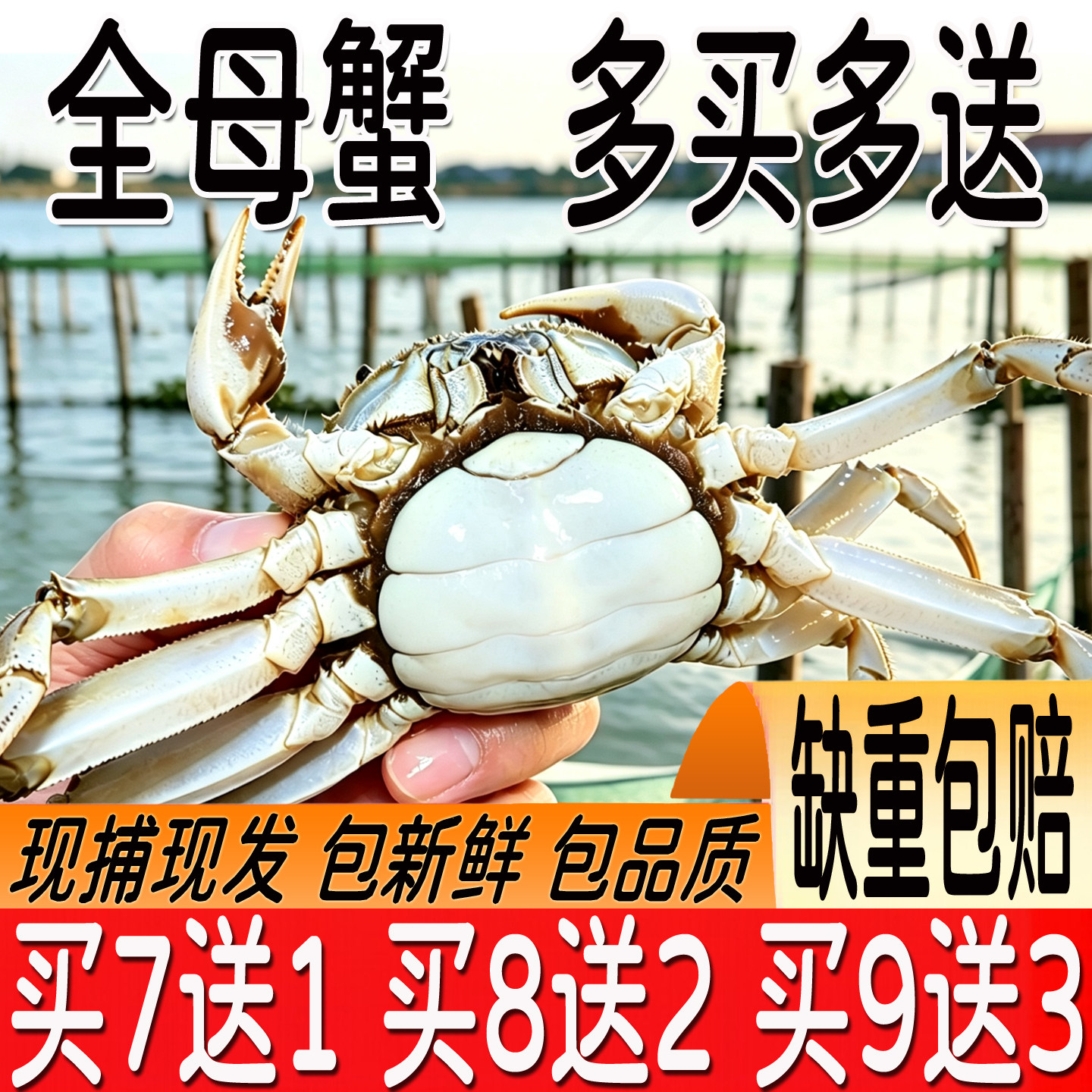 多买多送兴化大闸蟹母2.5-3.0两