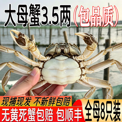 兴化大闸蟹特大母蟹3.5两鲜活
