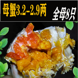 现货大闸蟹鲜活全母蟹3.2 2.9两兴化红膏螃蟹河蟹8只海鲜水产礼盒