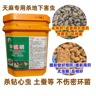 天麻专用杀虫剂钻心虫土蚕地下害虫辛硫磷杀虫剂颗粒不伤密环菌药
