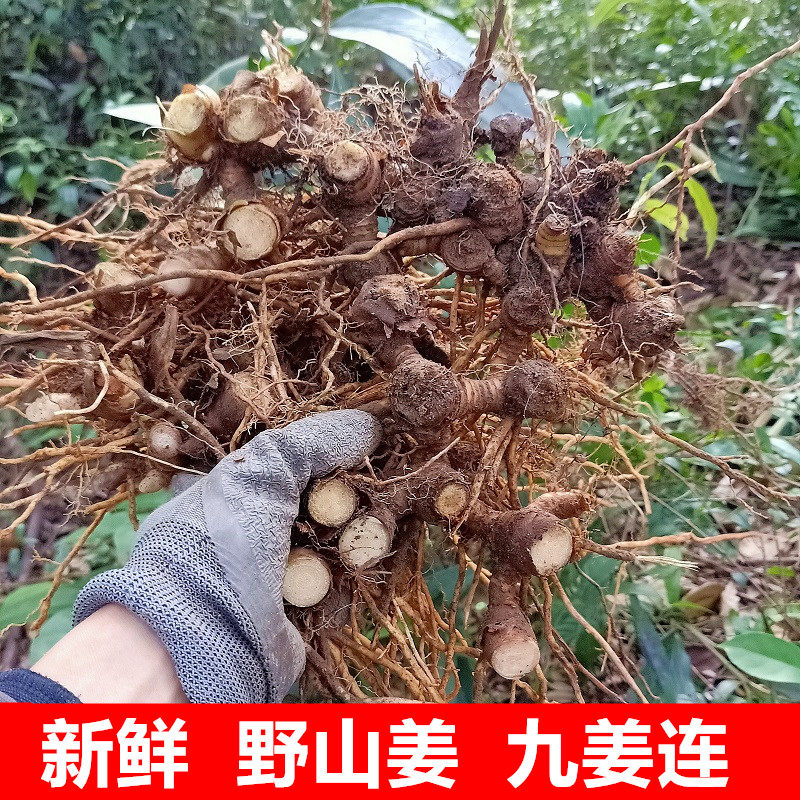 新鲜山姜500g九龙箭杆中药材