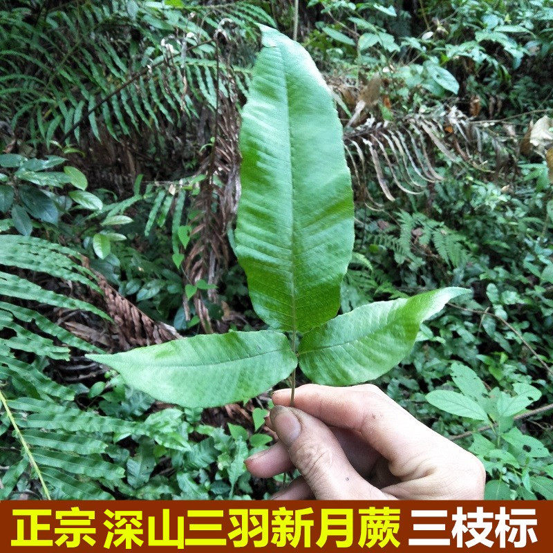 生新鲜三枝标三羽新月蕨蛇退步入地蜈蚣蹄盖蕨500g金星蕨毛蕨