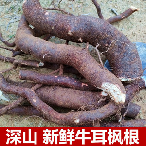 野生新鲜牛耳枫根500g老虎耳牛耳铃岭南虎皮楠野洛木猪肚果大耳梳