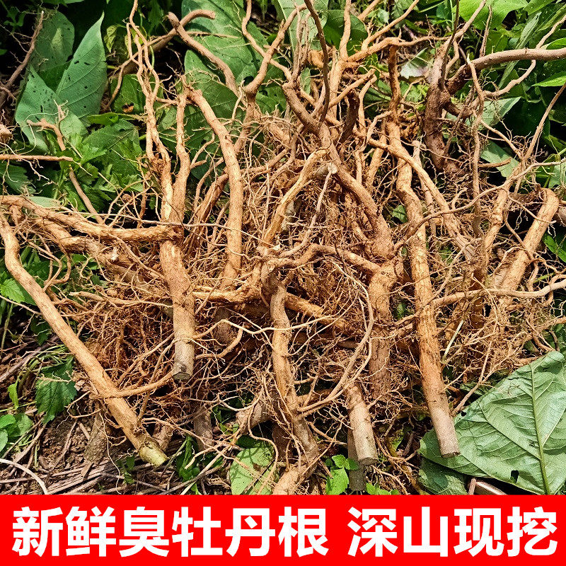 现挖新鲜牡丹根500g臭枫芙蓉