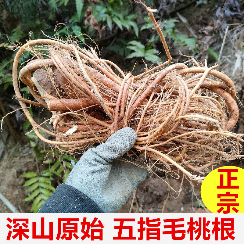 正宗深山新鲜五指毛桃根500g煲汤料五爪毛桃牛奶根土黄芪五爪龙
