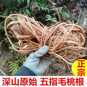 正宗深山新鲜五指毛桃根500g煲汤料五爪毛桃牛奶根土黄芪五爪龙