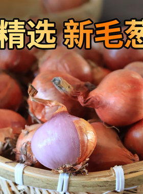 正宗东北毛葱黑龙江笨毛葱