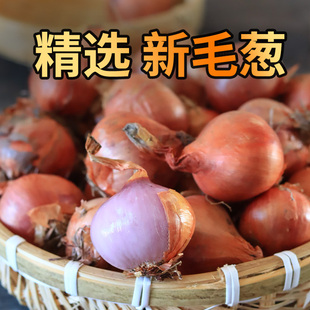 东北毛葱黑龙江农家特产新鲜小洋葱头迷你圆红葱头今年新葱上市