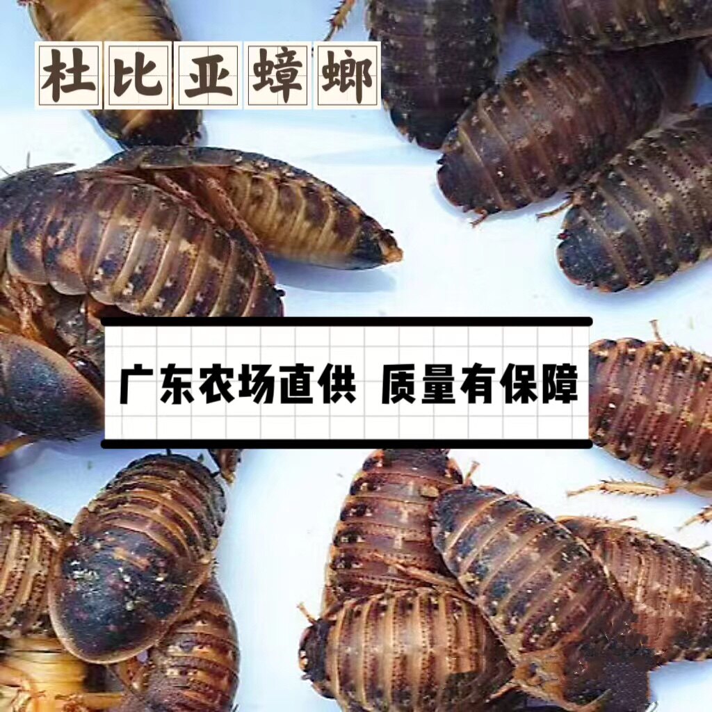 杜比亚蟑螂一斤活虫活体饲料蜥蜴守宫爬鸣虫树蛙蜜袋鼯粮营养高