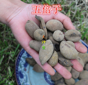 火神堂-中药材五倍子 百虫仓 角倍 肚倍 500克40元