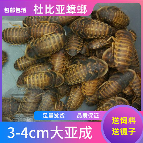 杜比亚蟑螂幼体大亚成规格齐全特价包邮龙鱼蜥蜴饲料
