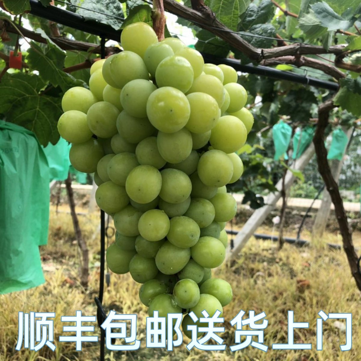 云南清香甜阳光玫瑰葡萄无籽青提脆甜提子当季水果香印葡萄香妃
