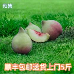 记我云南蒙自鹰嘴桃子新鲜水果现摘开远脆甜水蜜桃大果现货顺丰