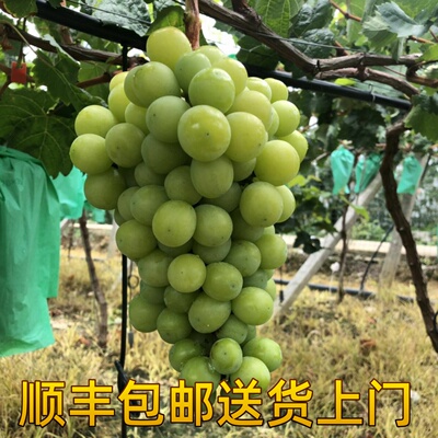云南阳光玫瑰葡萄5斤无籽青提
