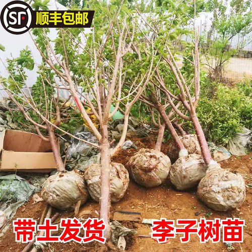 蜂糖李子树苗嫁接新品种三华李耐寒庭院植物脆甜脱骨李南北方种植