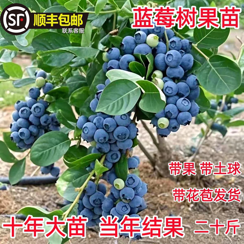 特大蓝莓苗带土耐寒盆栽地栽当年结果南方北方种植庭院蓝莓树果苗