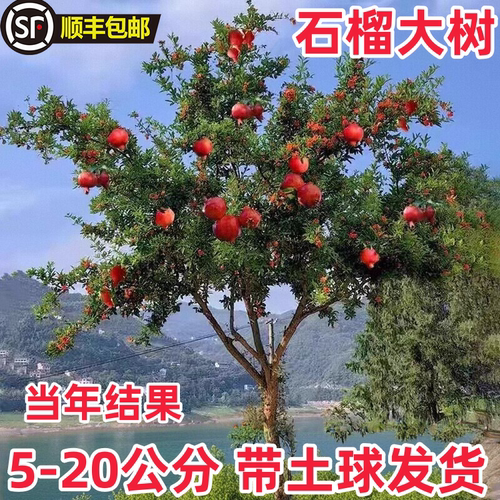 石榴树树苗突尼斯软籽石榴苗盆栽庭院果树特大带土无籽甜石榴树苗