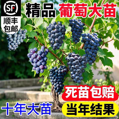 葡萄苗巨峰葡萄树苗阳光玫瑰
