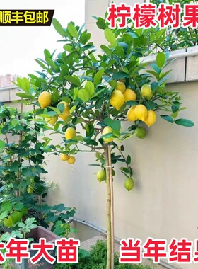 食用柠檬苗四季柠檬树正宗香水柠檬树苗盆栽室内庭院南方北方种植
