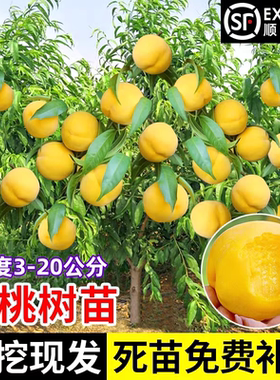 黄桃树果苗嫁接水蜜桃树果苗南北方盆栽地栽庭院种植果树当年结果