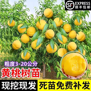 黄桃树果苗嫁接水蜜桃树果苗南北方盆栽地栽庭院种植果树当年结果
