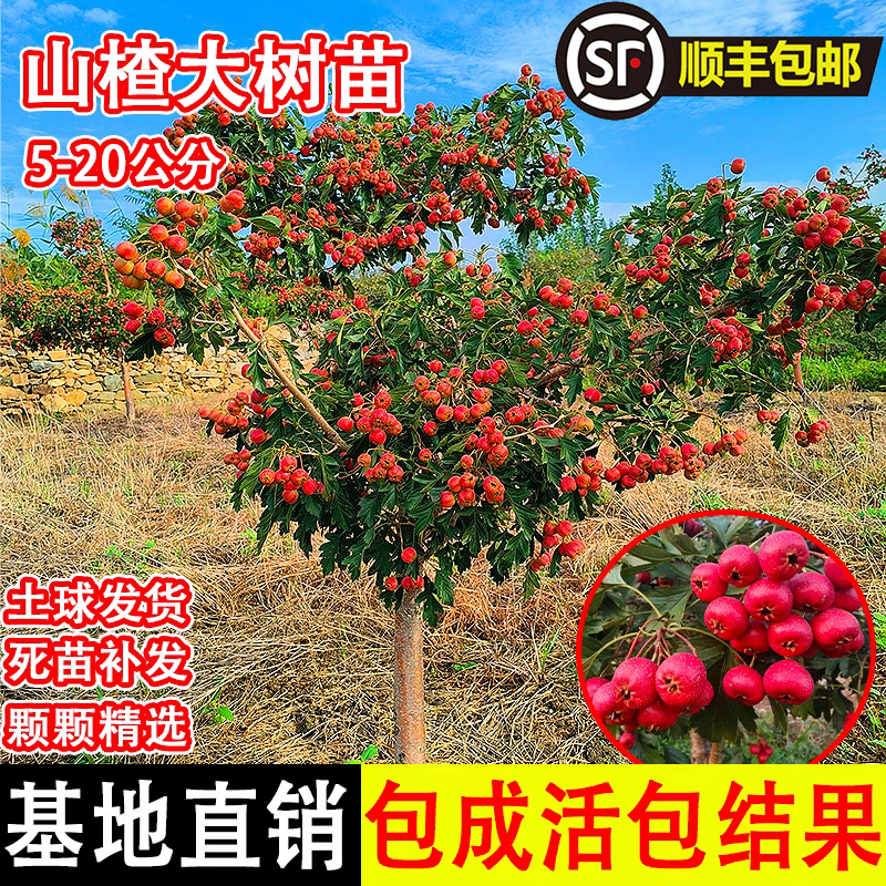 特大山楂树活苗盆栽地栽耐寒南方北方种植庭院当年结果山楂树果苗