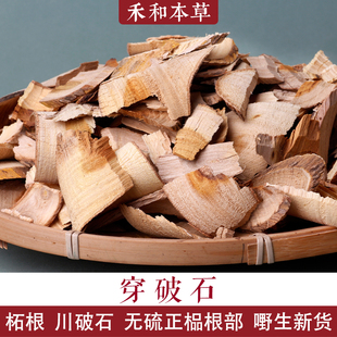 穿破石500g经方中药材野生柘根可打粉无硫新货川破石禾和本草包邮