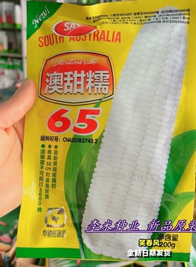 白色甜加糯玉米种子澳甜糯65杂交早熟农家春夏秋季播粘玉米种籽孑