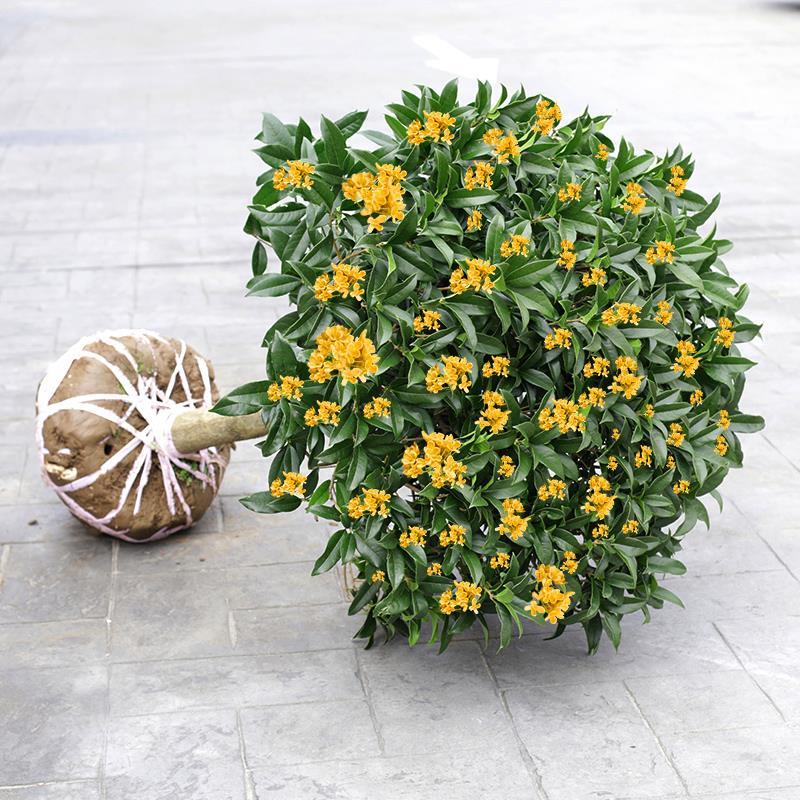 桂花树苗盆栽四季常青花卉沉香嫁接八月金桂花庭院室内外阳台植物