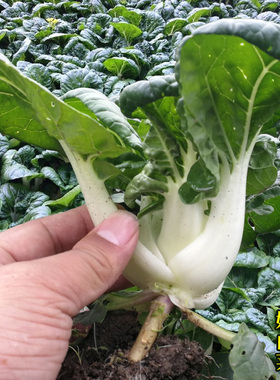 香嫩奶白菜种子春季四季矮脚小白菜大面积青菜种籽