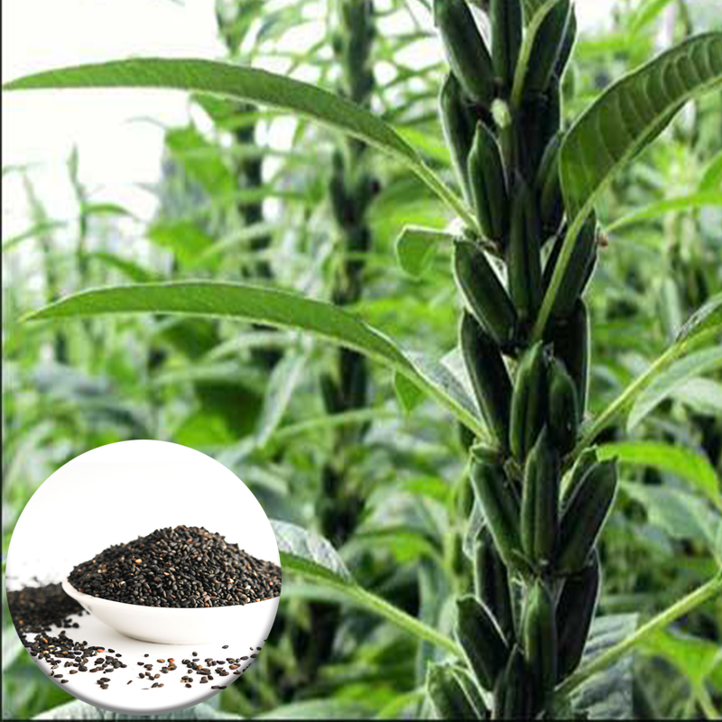 黑芝麻种子 春季四季盆栽大田阳台 黑色保健易种植20克原装