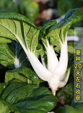 奶白菜种子速生奶油小白菜矮脚黑叶油菜生青菜四季阳台盆栽蔬菜籽