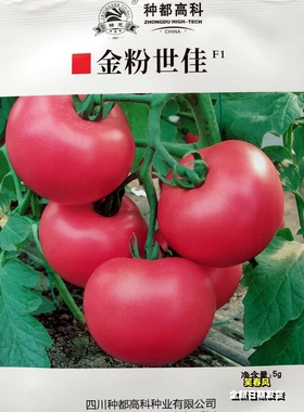 金粉世佳粉果番茄种子早熟高产抗病大果西红柿种籽南北方春秋季播