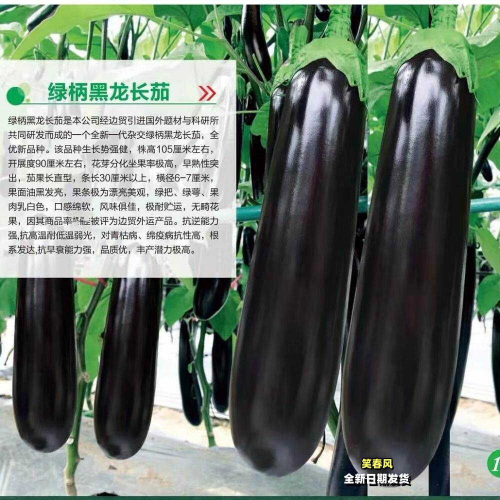 绿柄黑龙长茄种籽早熟黑油亮绿把茄子种子大田基地春秋播蔬菜种孑