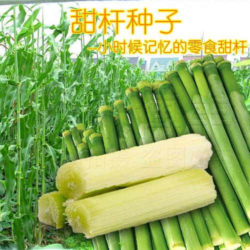 春秋播甜高粱杆种籽(2包)春季四季北方甜杆小甘蔗种甜芦粟种子水