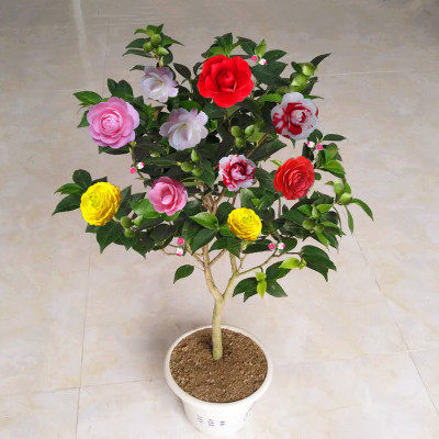 耐冬茶花苗价格 耐冬茶花苗图片 星期三