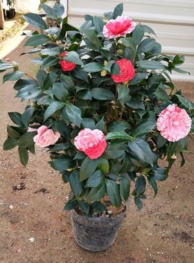 山茶花盆栽四季茶花庭院室内花卉