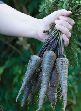 紫黑色胡萝卜种子紫萝卜阳台盆栽紫色紫心蔬菜种籽春季四季