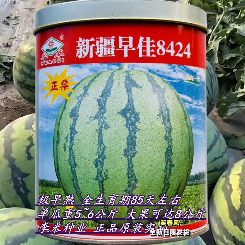 正宗新疆早佳8424西瓜种籽孑极早熟农家春季大棚基地育苗播种水果