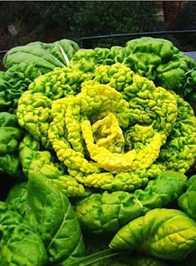 淮南蔬研黄心乌塌菜阳台大田春秋冬季抗寒黑心乌蔬菜种子高产易播