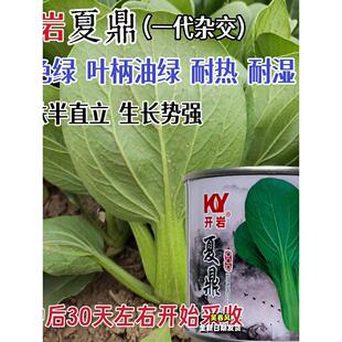夏花杂交青梗菜种子抗病耐热小白菜种籽南北方春夏秋季播种孑