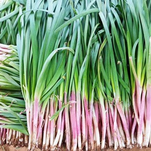 蔬菜种子家庭盆栽 791雪韭王四季香白根韭菜种子 四季播阳台