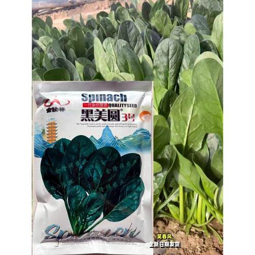 黑美圆3号菠菜种子抗病耐热耐抽薹杂交一代菠菜种籽春秋播