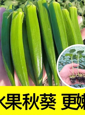 黄秋葵种子绿色撒可奇春季夏秋冬四季菜水果种籽种孑阳台易种包邮