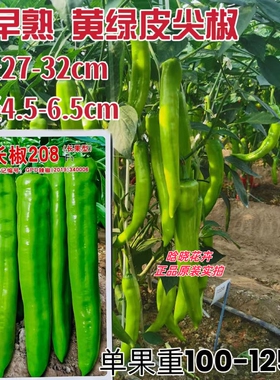 长椒208F1长果黄绿皮尖椒种子杂交中早熟辣椒种籽大田基地春秋播