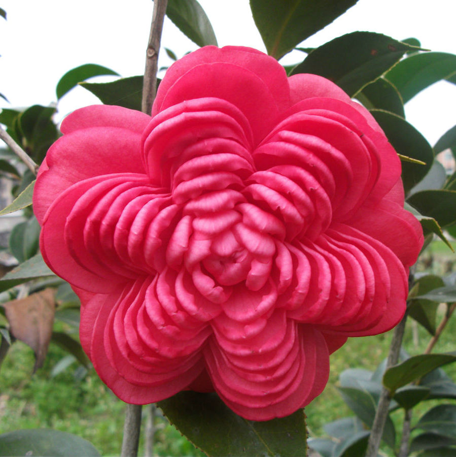 红赤丹名贵茶花办公室盆栽盆景绿化花卉品种齐全产地直销