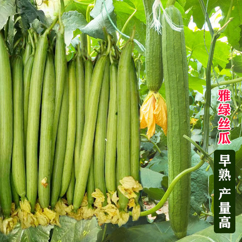 荷兰雅绿丝瓜种子寿光蔬菜高产春季秋季四季菜园大棚特长丝瓜种籽