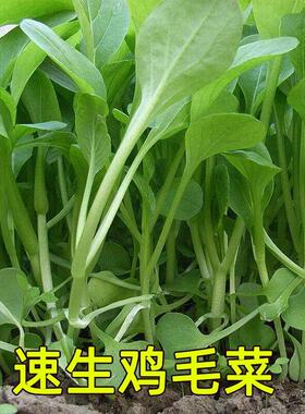 鸡毛菜菜籽种子上海青菜菜种籽四季大全蔬菜种孑阳台盆栽小白菜籽