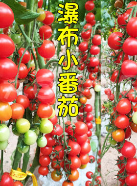 瀑布番茄种子四季圣女果春季小西红柿苗千禧籽季农家盆栽蔬菜种孑